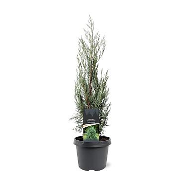 Juniperus s. 'Moonglow'