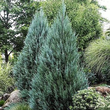 Juniperus s. 'Moonglow'