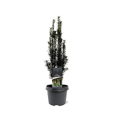 Taxus b. 'Black Tower'