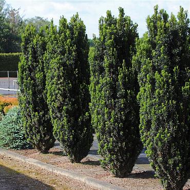 Taxus b. 'Black Tower'