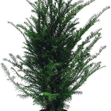 Taxus baccata