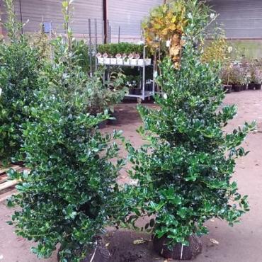 Ilex aq. 'J.C. van Tol'