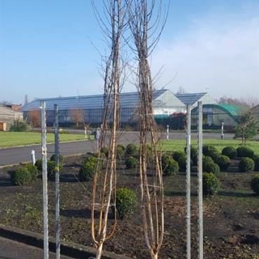 Betula utilis jacquemontii