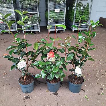 Camellia japonica