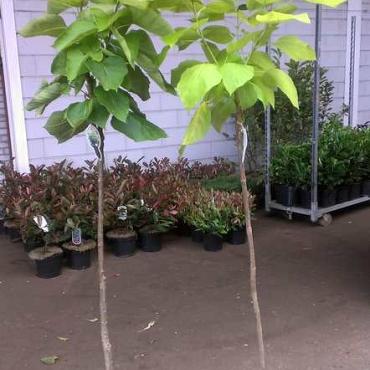 Catalpa bignonioides 'Aurea'