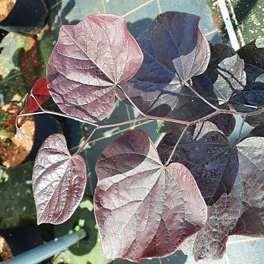 Cercis can. 'Forest Pansy'