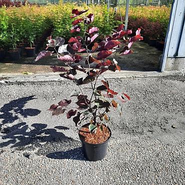 Cercis can. 'Forest Pansy'