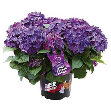 Hydrangea macr. 'Deep Purple Dance'