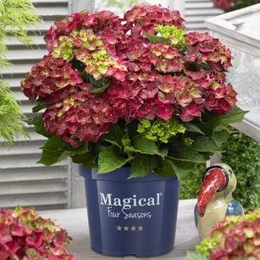 Hydrangea m. 'Ruby Tuesday'