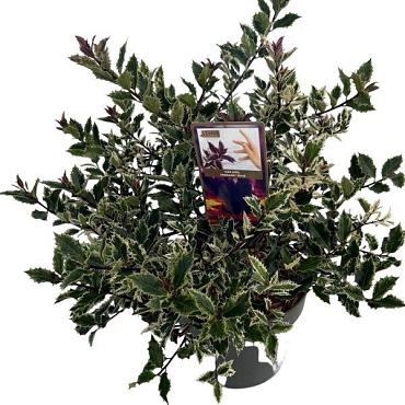 Ilex aq. 'Ingramii'