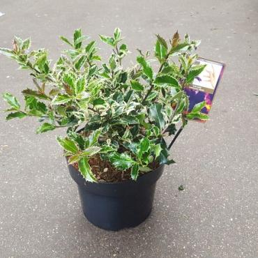 Ilex aq. 'Ingramii'