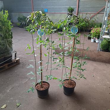 Laburnum alpinum 'Pendulum'