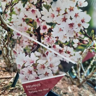 Prunus incisa 'Kojou-no-mai'