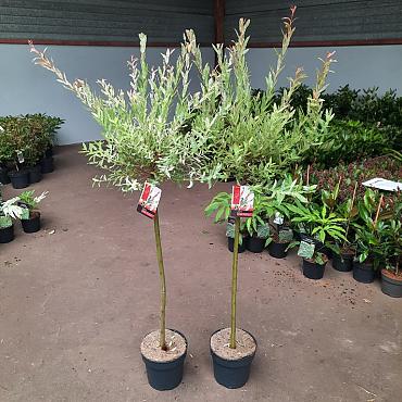 Salix integra 'Flamingo'