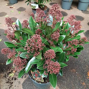 Skimmia j. 'Rubella'