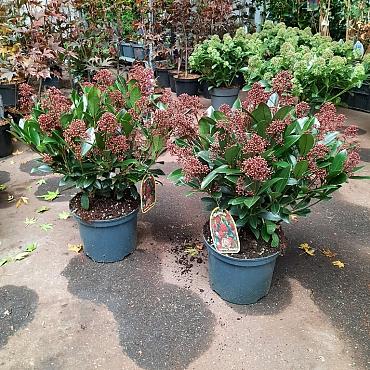 Skimmia j. 'Rubella'