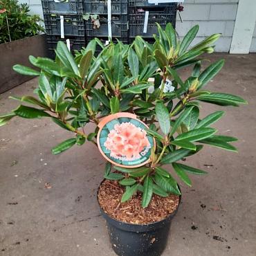 Rhododendron 'Tortoiseshell Orange'