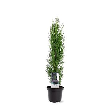 Cupressus semp. 'Totem'