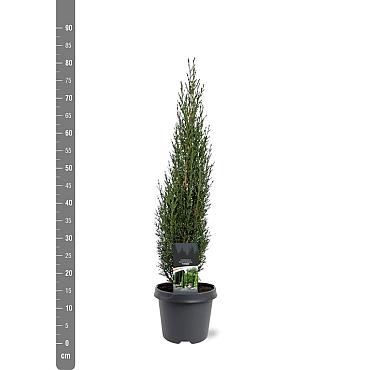 Cupressus semp. 'Totem'