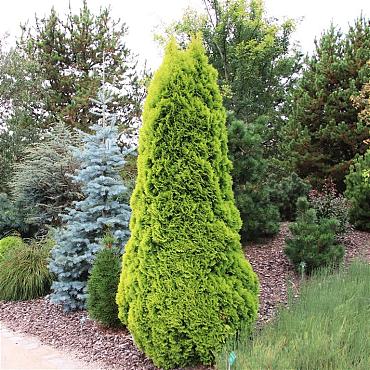 Thuja occ. Golden Smaragd