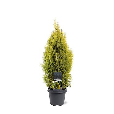 Thuja occ. Golden Smaragd