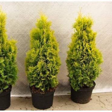 Thuja occ. Golden Smaragd