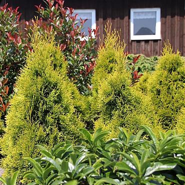 Thuja occ. Golden Smaragd