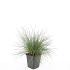 Festuca glauca 'Elijah Blue'