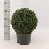 Buxus sempervirens  -Ball-