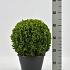 Buxus sempervirens  -Ball-