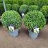 Buxus sempervirens  -Ball-