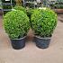 Buxus sempervirens  -Ball-