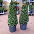 Buxus sempervirens  -Pyramid-