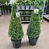 Buxus sempervirens  -Pyramid-