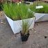 Stipa tenuissima 'Ponytails'