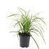 Carex morrowii 'Ice Dance'