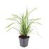 Carex morrowii 'Irish Green'