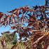 Fagus syl. Midnight Feather