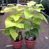 Catalpa bignonioides 'Aurea'