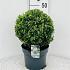 Ilex crenata Luxus Globe