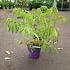 Rhus typhina Tiger Eyes