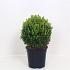 Buxus sempervirens  -Ball-