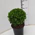 Buxus sempervirens  -Ball-