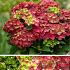 Hydrangea m. 'Ruby Tuesday'