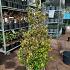 Ilex altacl. 'Golden King'