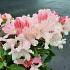 Rhododendron (Y) 'Dreamland'