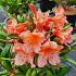 Rhododendron 'Tortoiseshell Orange'