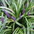 Liriope muscari 'Variegata'