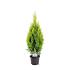 Thuja occ. Golden Smaragd