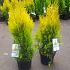 Thuja pl. '4-ever Goldy'